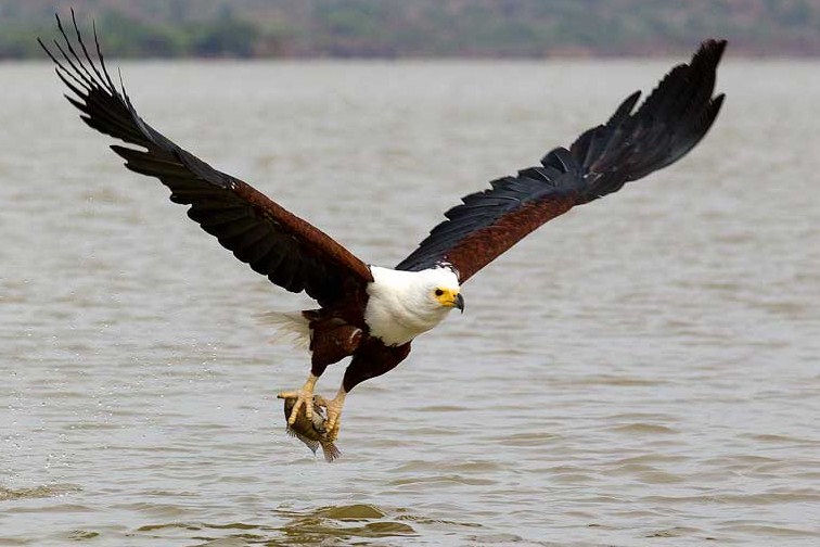 Fish Eagle : National Bird of Zambia | Interesting Facts ...