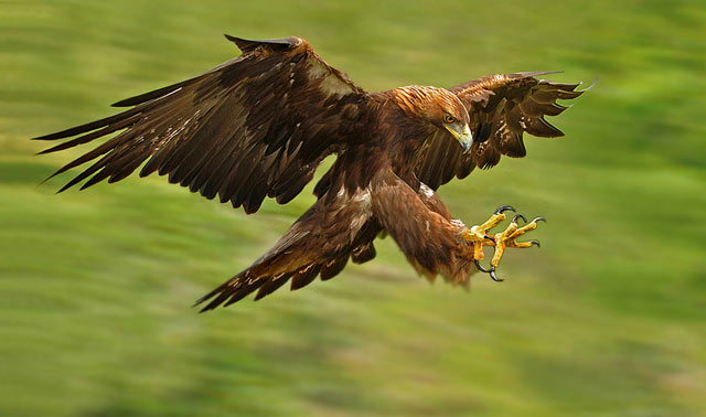 Golden Eagle: National Bird of Germany | Interesting Facts about Bird