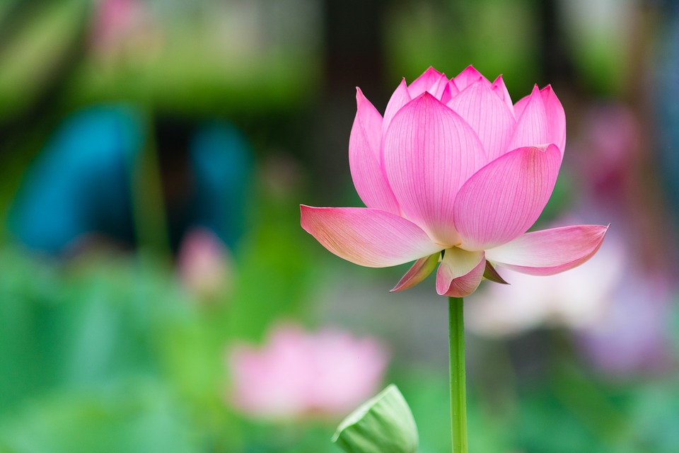 Lotus: National Flower of Egypt | Meaning of the Lotus